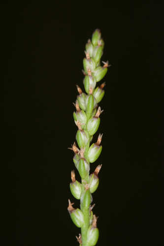 Plantago heterophylla #12